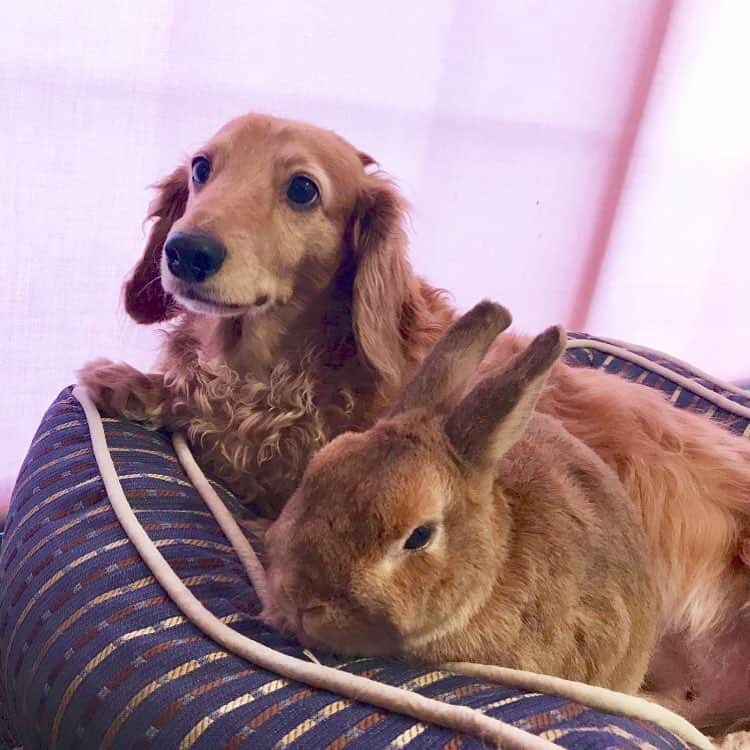 Chieko Shibutaさんのインスタグラム写真 - (Chieko ShibutaInstagram)「たろー🐶&うじゃこ🐰地方☔ お留守番🏠 たろー！ 雨だから　いいけどね😊🐰☆彡 💕✨🐶🍀🐰✨💕 #dachshund #dachshunds #dachshundlove #dog #dogs #doglove #instadog #instagram #instagood #pet #pets #petsagram #cute #cutepe #cutepet #cutedog #cuteanimals #likes #09076999576 happy #smile #rabbit #ラビット #ミニュチュア #ミニュチュアダックス  #ミニュチュアダックスフント #うさぎ部 #うさぎ #ダックス #ダックスフンドロングヘアー#ねざーらんどわーふ」6月15日 20時23分 - chieko.81