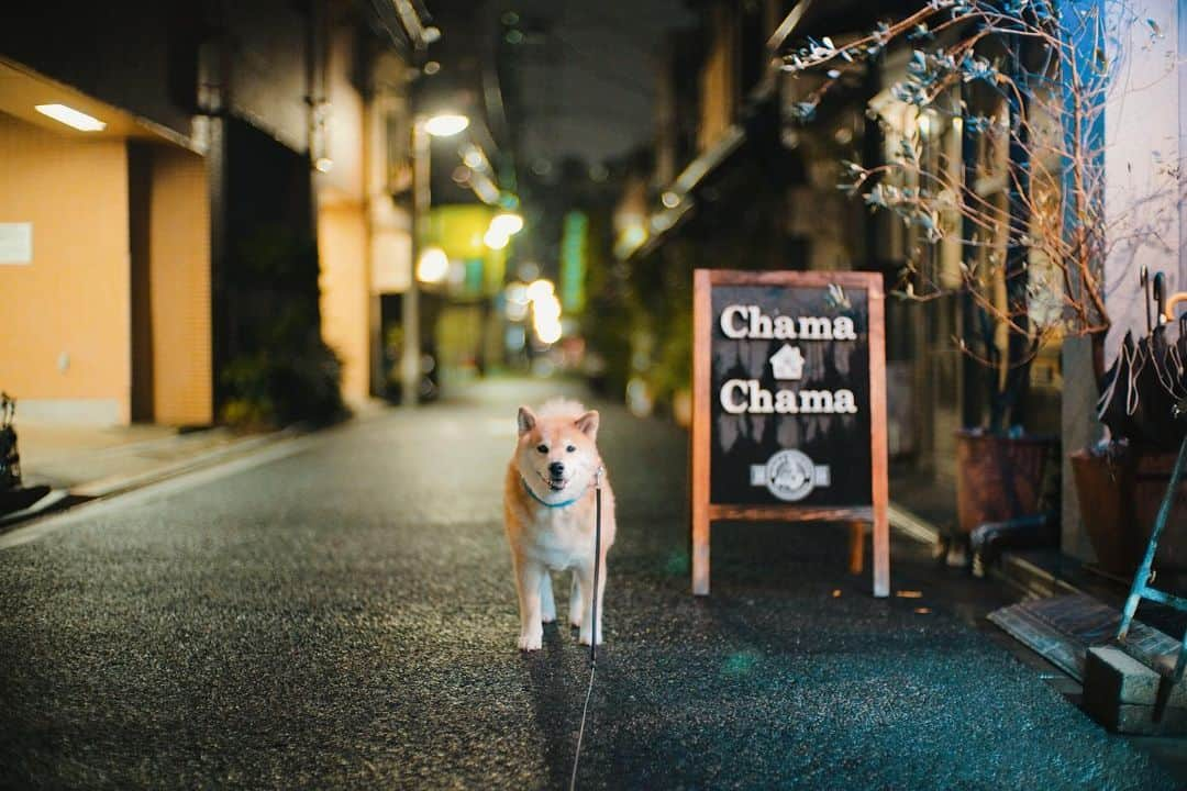 まる（まるたろう）さんのインスタグラム写真 - (まる（まるたろう）Instagram)「It is cool after the rain tonight✨🐶✨雨が上がったからお散歩行ってくるね〜 #雨上がりは涼しいね #美味しそうな匂いがするな🤔 #パパここ寄って行こうか #🍕がおススメらしいよ #柴犬割引あるといいね #根津の裏通り」6月15日 20時25分 - marutaro