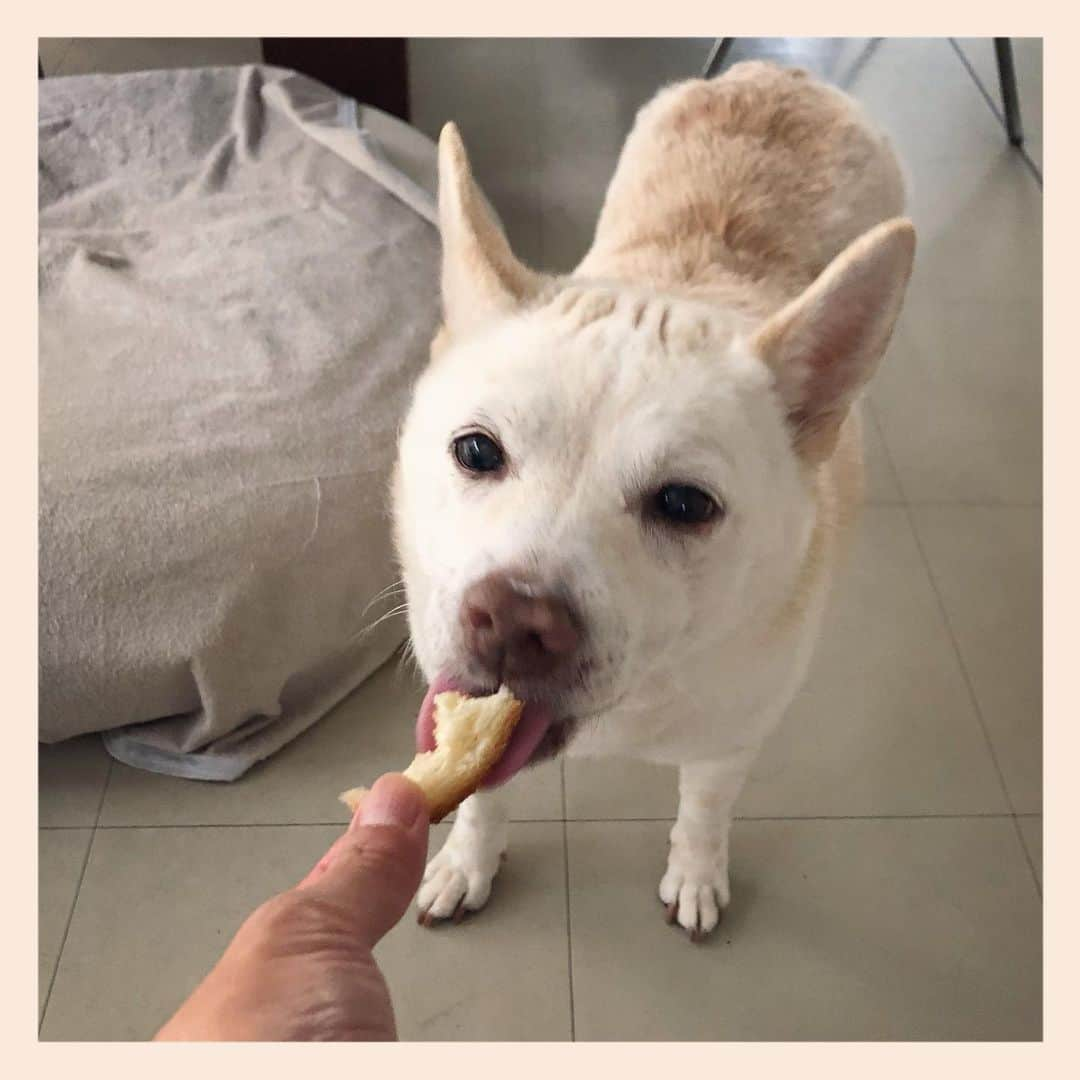 パンといっぴきさんのインスタグラム写真 - (パンといっぴきInstagram)「🍞❤️ #元保護犬 #雑種犬 #crossbreed #mixdog」6月15日 20時46分 - kwhr725