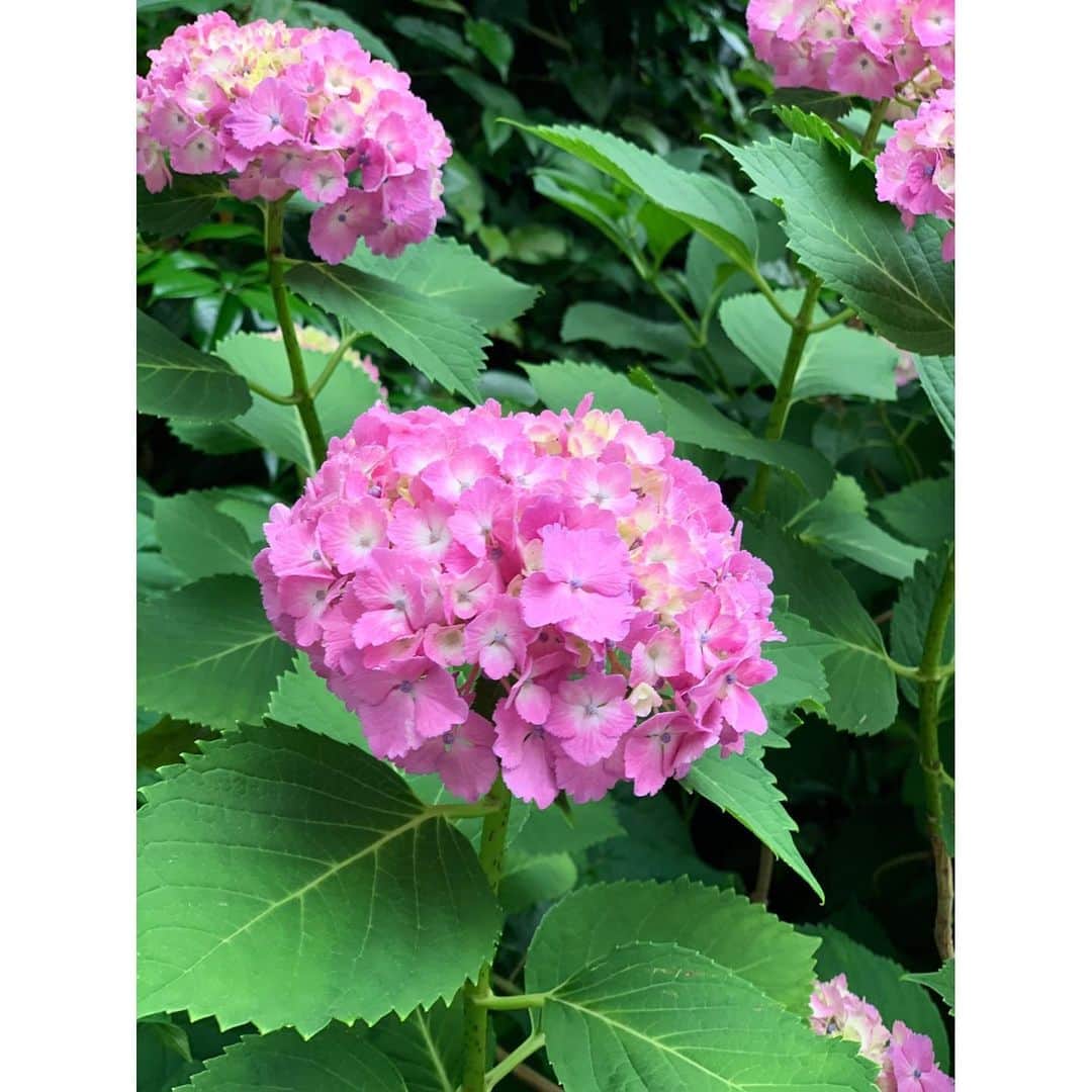 川島幸恵さんのインスタグラム写真 - (川島幸恵Instagram)「PINK💕﻿ ﻿ #紫陽花 #あじさい #季節の花 #梅雨 #flower #flowers #pink #hydrangea」6月15日 20時45分 - sachie118
