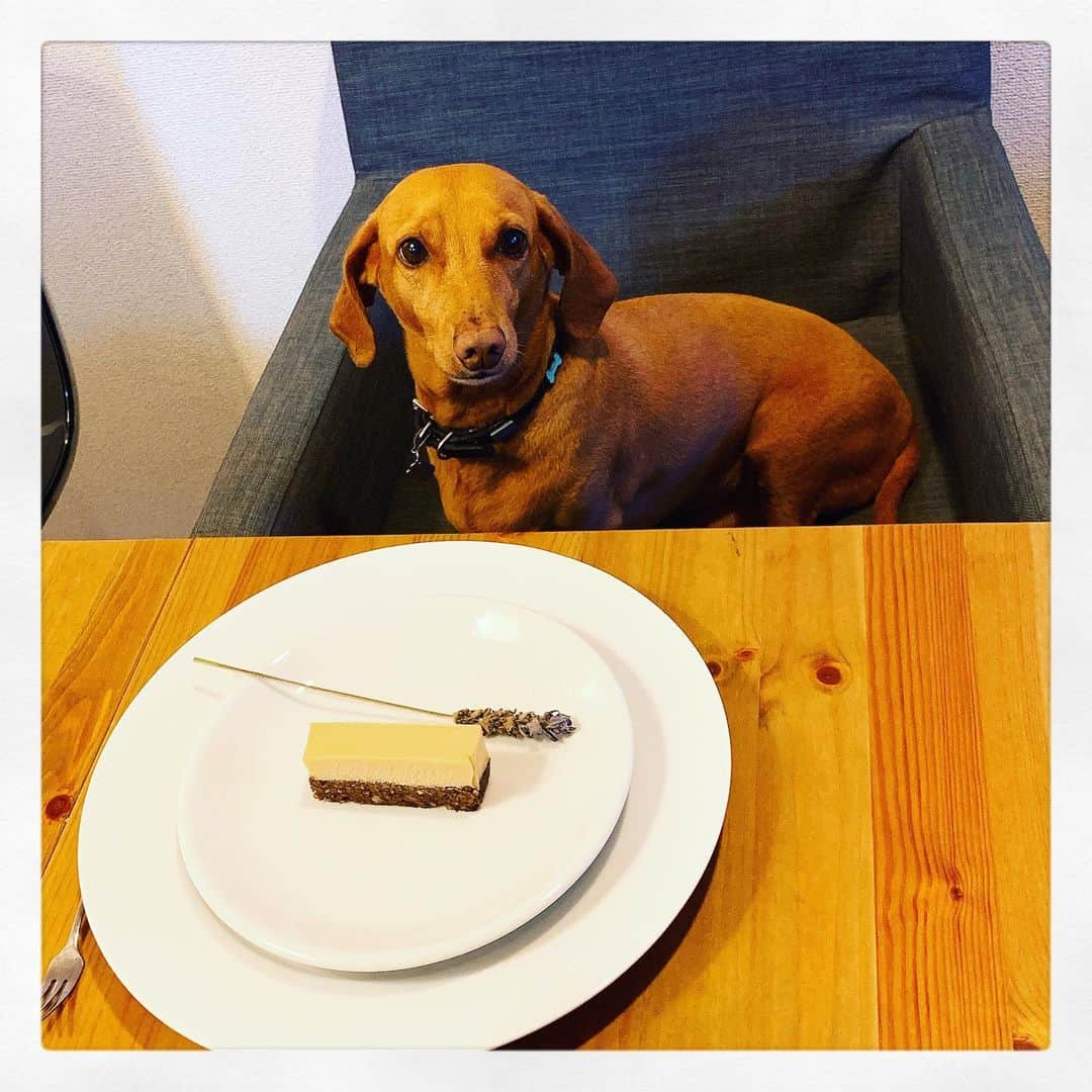 渡邊由貴さんのインスタグラム写真 - (渡邊由貴Instagram)「僕の番 ❣️ 僕も食べた〜い〜とばかり、私が席を立った瞬間、席に着いたTOT  君も仲間だよ〜💕 #dog #cutebaby」6月15日 21時04分 - yukiwatanabe788