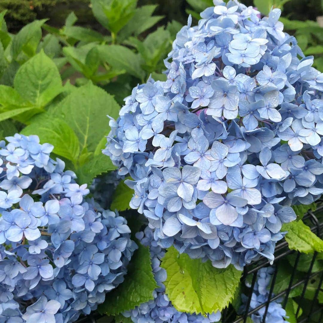 江藤あやさんのインスタグラム写真 - (江藤あやInstagram)「やはり紫陽花は雨が似合う☔️ 実家の庭を思い出し、家族を想う。 いつか家を建てたなら、紫陽花を植えたい。 それにしても今日は寒すぎる。 こんな日はゆっくりお風呂に浸かって早く寝るに限る。 ・ #紫陽花 #あじさい #梅雨 #浄化 #知多市ふるさと観光大使 #江藤あや #女優 #actress」6月15日 21時01分 - ayayakko19