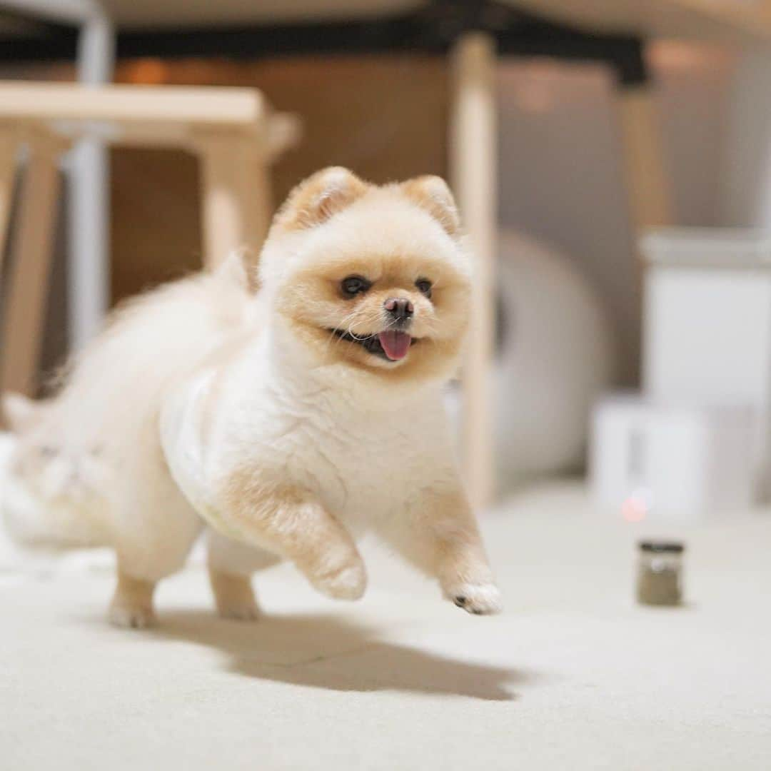 むじさまさんのインスタグラム写真 - (むじさまInstagram)「🐶💨」6月15日 21時11分 - mujisama