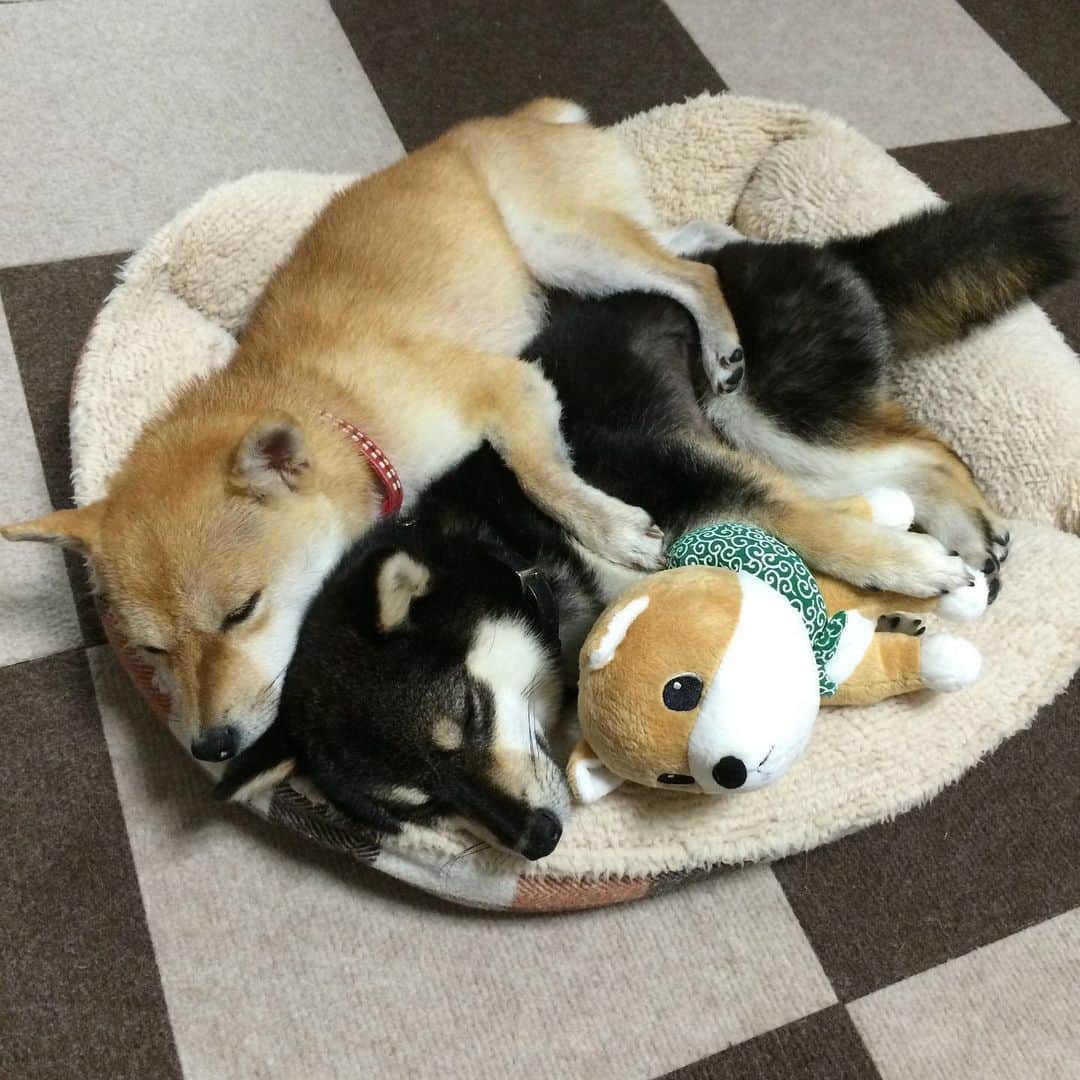 豆柴なつ&ふゆのインスタグラム