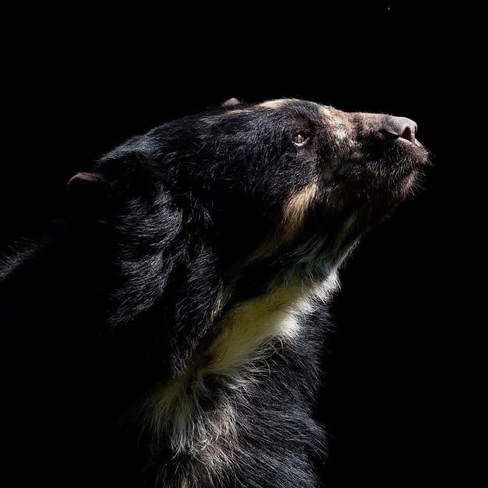 スミソニアン国立動物園さんのインスタグラム写真 - (スミソニアン国立動物園Instagram)「🌳🐻 Let’s build a tree house! Andean bears build platforms in trees using branches, which help the bears reach food 🍎 or serve as a spot for snoozing. 💤  Meet our beary awesome Andean bears, Billie Jean and Quito, at daily keeper talks at 11 a.m. and 2 p.m.! 👋 MEET ANIMALS: https://s.si.edu/2h3CN1W.」6月15日 21時46分 - smithsonianzoo