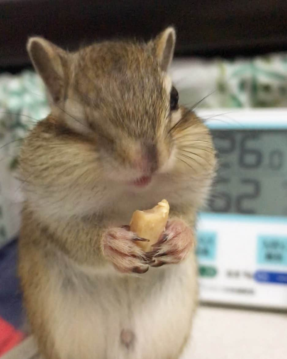 peace_0322さんのインスタグラム写真 - (peace_0322Instagram)「#リス#シマリス#ふわもこ部  美味しい😋」6月15日 21時43分 - peace_0322