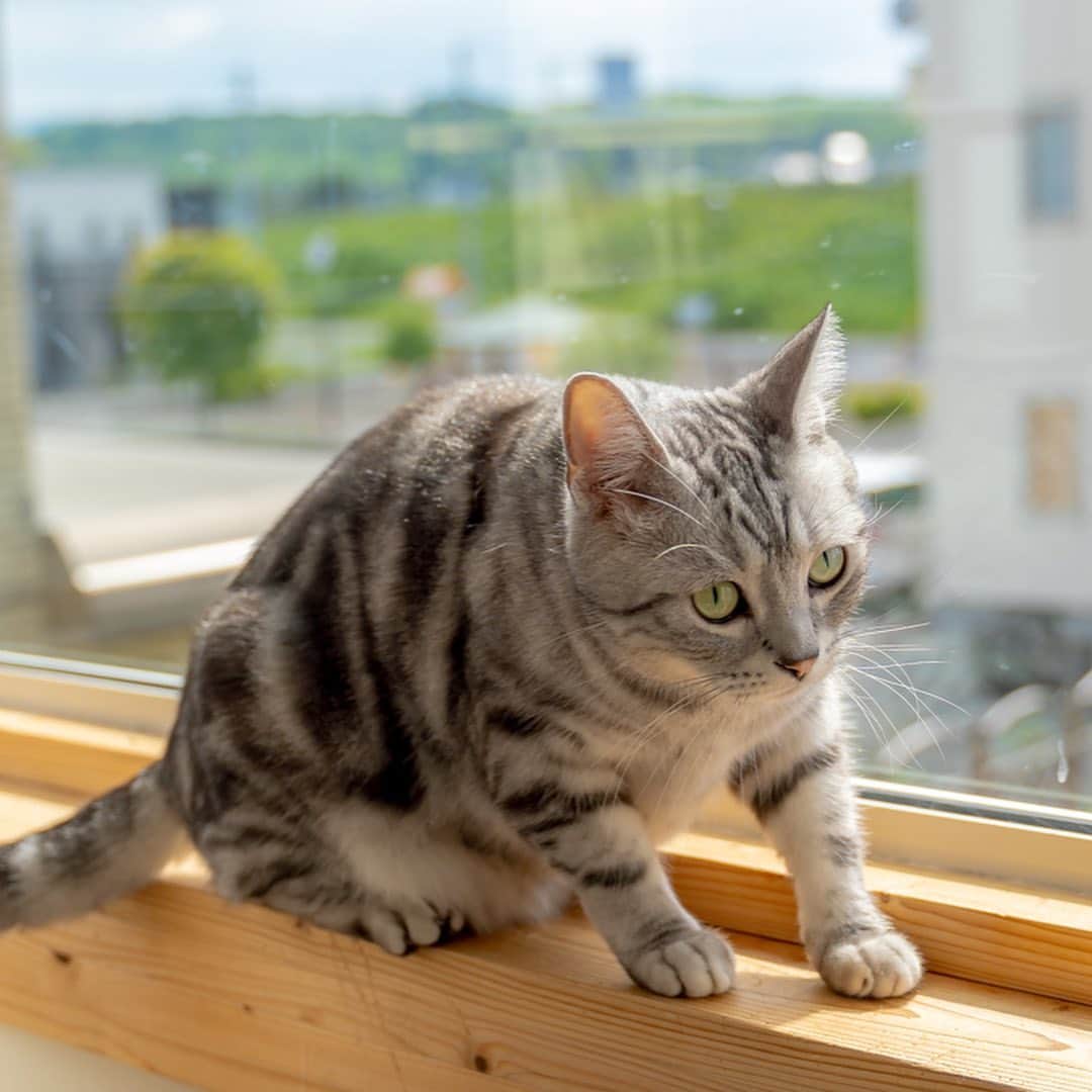 マアルのインスタグラム：「百々太ちゃん #🐈 #猫好きさんと繋がりたい #北海道 #旭川市 #ペットホテル #アメリカンショートヘア」