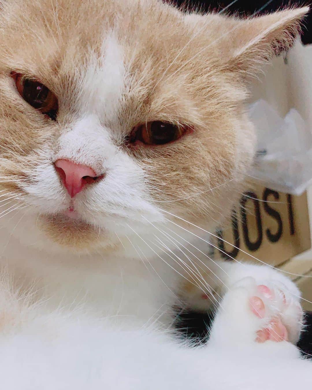 遠藤雄弥さんのインスタグラム写真 - (遠藤雄弥Instagram)「. EBITA😸 #ねこ #猫 #cat #cats  #catstagram」6月15日 21時49分 - endo_yuya