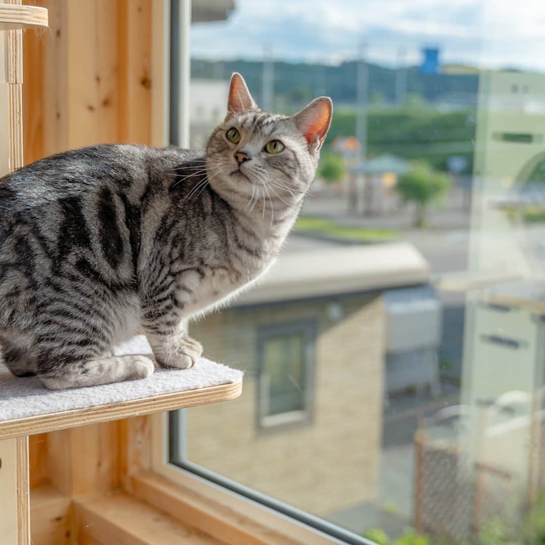 マアルのインスタグラム：「るるちゃん #🐱 #猫好きさんと繋がりたい #北海道 #旭川市 #ペットホテル #アメリカンショートヘア」
