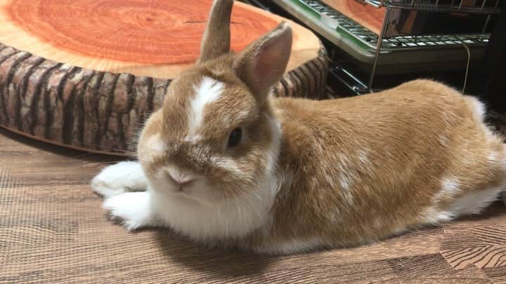 BUNNY?TUNA? のインスタグラム：「2019/6/16☀️ ツナおはよう〜🏖 . #goodmorning  #ネザーランドドワーフ#ツナ#TUNA#うさぎ#ふわもこ部#うさぎ部#うさぎのしっぽ#ペット#netherlanddwarf#bunnystagram#rabbit#lapin#cutebunny#bunnylove#bunnies#pet#petgram#rabbitstagram#japan#kawaii#weeklyfluff#cutepetclub#instapets#instabunnies#animallovers @junkuwana55」
