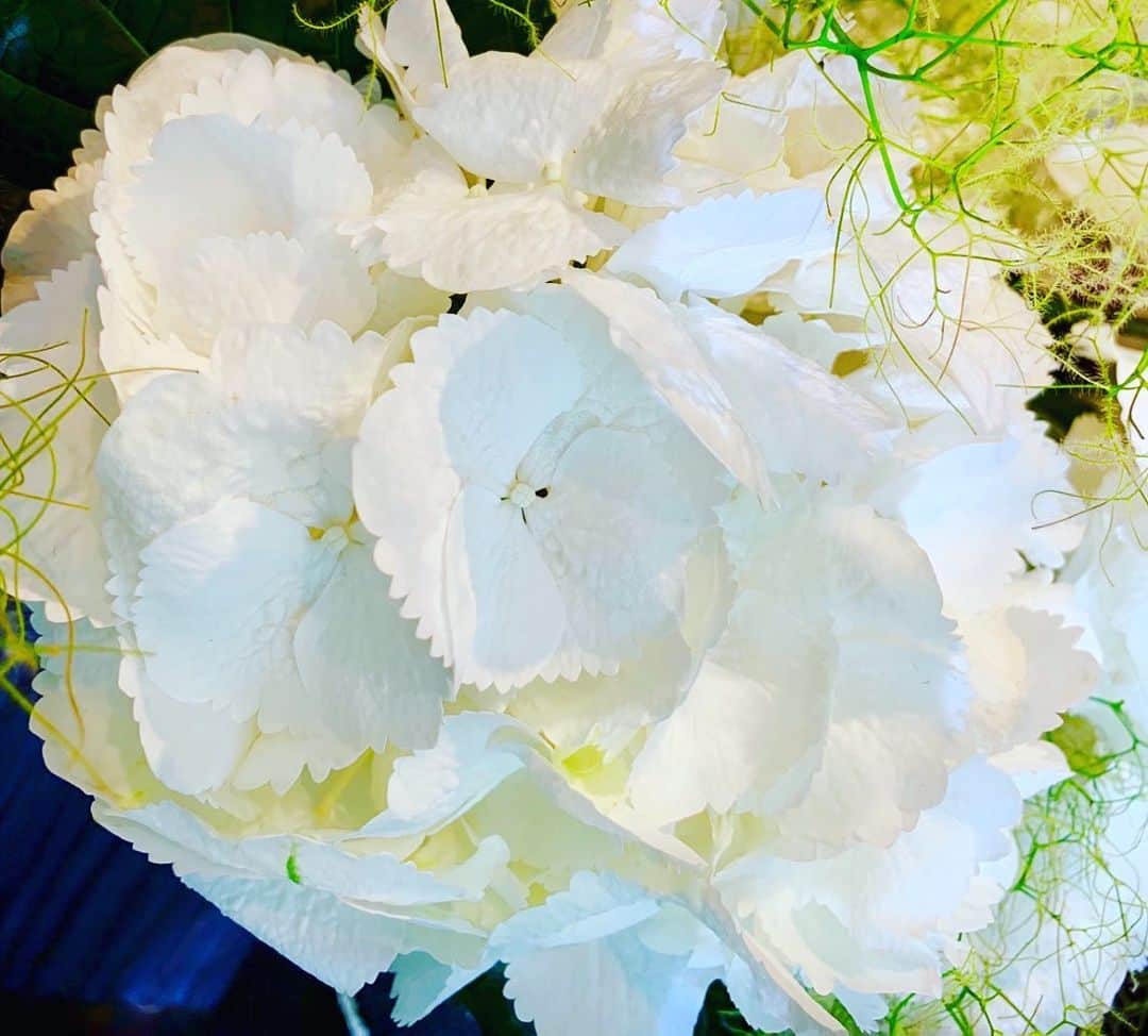 夏木マリさんのインスタグラム写真 - (夏木マリInstagram)「おはようございます！  朝日にあたりました、、、 梅雨の貴重な太陽、 いい気持ち。  よい日をね〜〜 #おはようシリーズ #goodmorning  #happysunday  #お花シリーズ #marinatsuki  #natsukirock  #夏木マリ  #OneofloveプロジェクトGIG #6.18  #Corona #私を生きて」6月16日 7時58分 - mari_natsuki