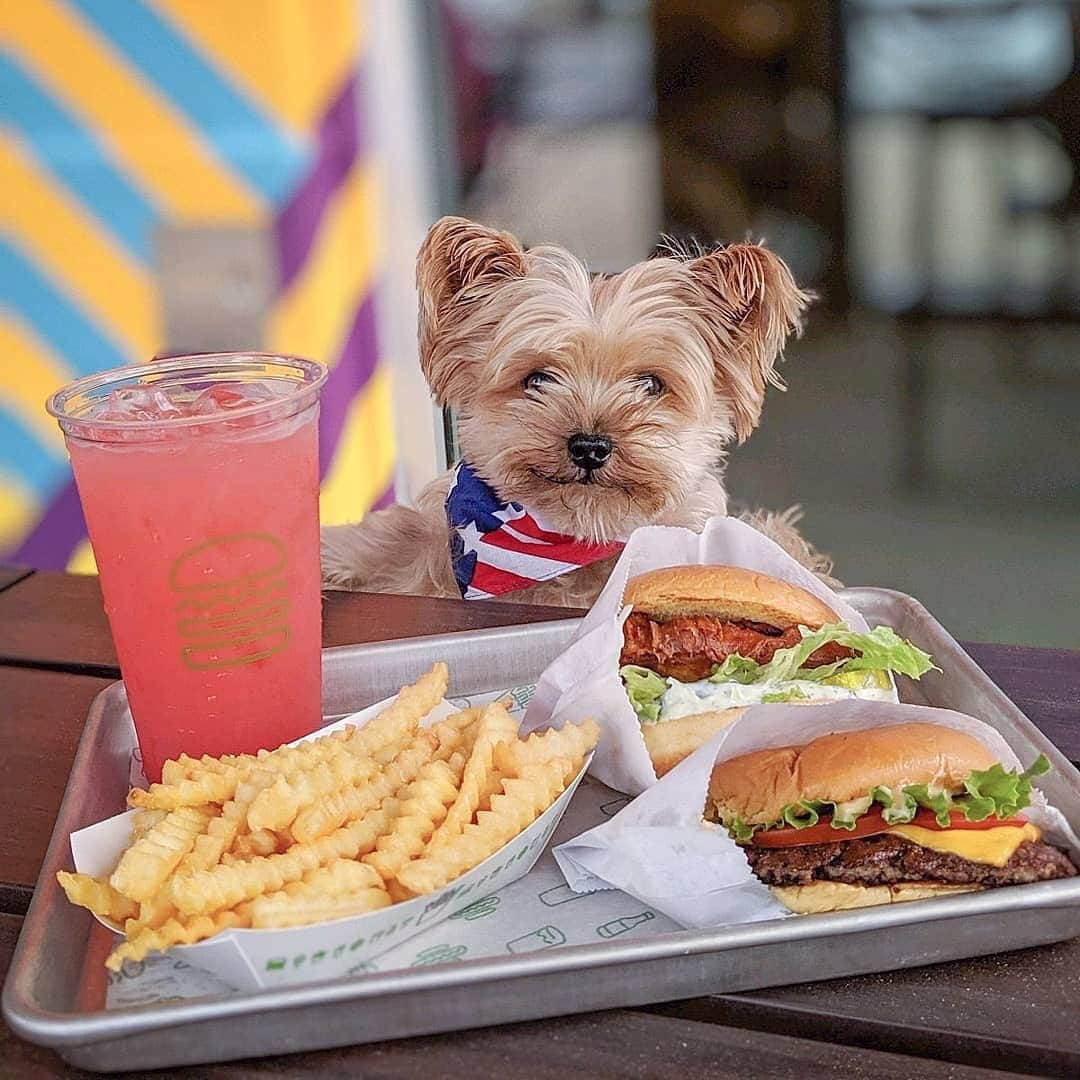 SHAKE SHACKさんのインスタグラム写真 - (SHAKE SHACKInstagram)「Little pup, big appetite. 🐶 (📷: @lennon_yorkie) #shakeshack」6月16日 7時59分 - shakeshack