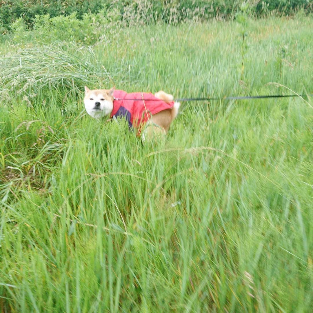 柴犬⭐️サスケさんのインスタグラム写真 - (柴犬⭐️サスケInstagram)「おはわん #雨ん歩 #朝ん歩 #柴犬  #カッパ  #いやいやさん集合 #イヤイヤ#いやいや#歩かない#草わらまで抱っこ#みんなガン見#カッパ隊#わんだフォ #🐶📷 #pecoいぬ部 #shibagram  #shibastagram」6月16日 8時05分 - shiba20150405