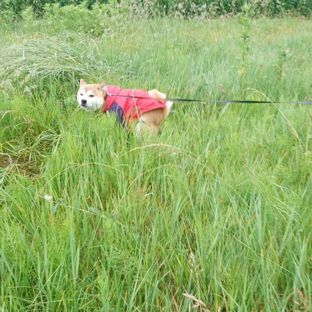 柴犬⭐️サスケさんのインスタグラム写真 - (柴犬⭐️サスケInstagram)「おはわん #雨ん歩 #朝ん歩 #柴犬  #カッパ  #いやいやさん集合 #イヤイヤ#いやいや#歩かない#草わらまで抱っこ#みんなガン見#カッパ隊#わんだフォ #🐶📷 #pecoいぬ部 #shibagram  #shibastagram」6月16日 8時05分 - shiba20150405