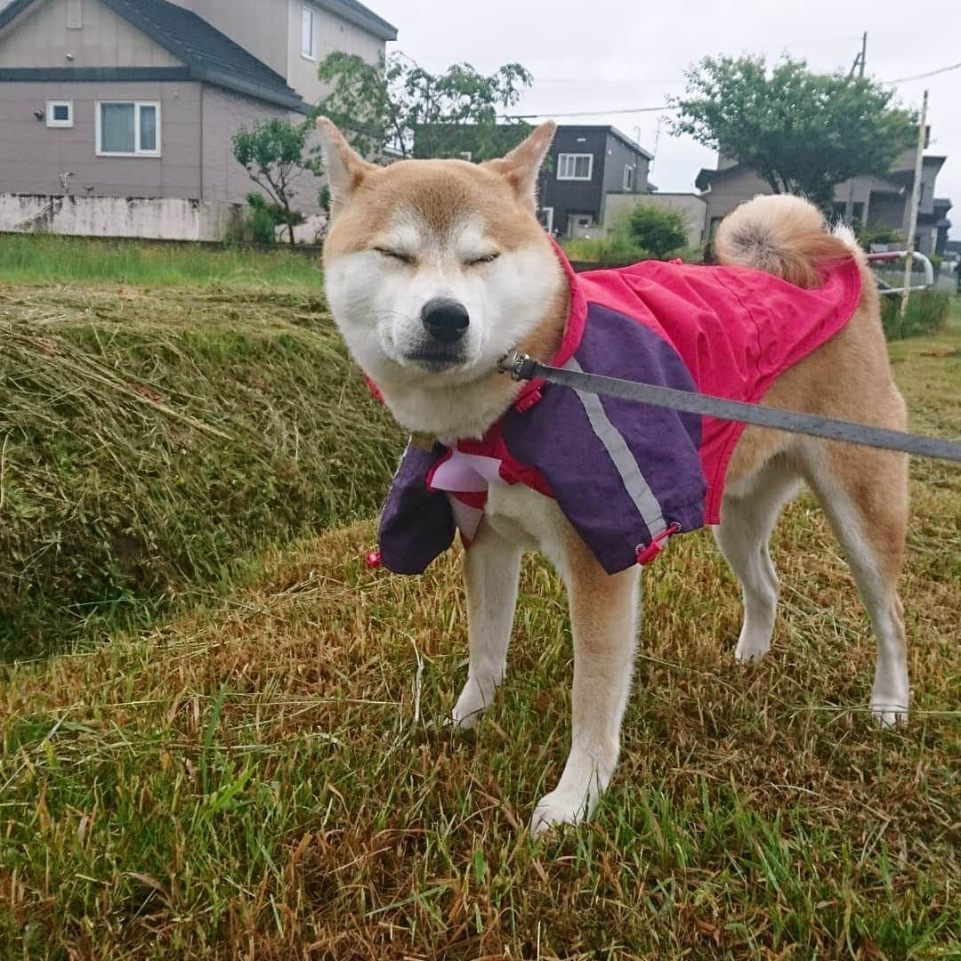 柴犬⭐️サスケさんのインスタグラム写真 - (柴犬⭐️サスケInstagram)「おはわん #雨ん歩 #朝ん歩 #柴犬  #カッパ  #いやいやさん集合 #イヤイヤ#いやいや#歩かない#草わらまで抱っこ#みんなガン見#カッパ隊#わんだフォ #🐶📷 #pecoいぬ部 #shibagram  #shibastagram」6月16日 8時05分 - shiba20150405