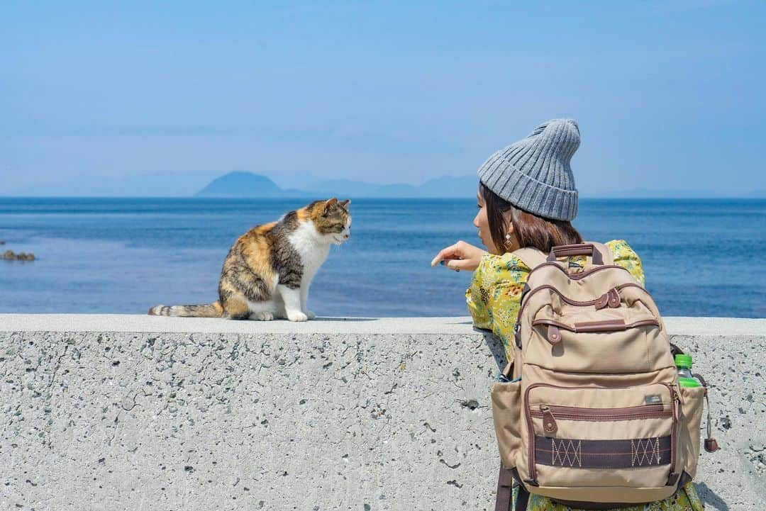 詩歩さんのインスタグラム写真 - (詩歩Instagram)「🐱﻿﻿ ﻿﻿ 「ねぇねぇ、聞いてる？﻿」的な😂﻿ How are you, lady?You can even talk with lovely cats here in cats island, Aoshima! 😂﻿﻿ ﻿﻿ ﻿﻿ 天国だったネコ島＝青島の写真、まだまだ続きます♡﻿﻿ ﻿﻿ 青島は愛媛の大洲市からフェリーで30分。﻿﻿ 1日2往復＋定員制なので決してアクセスが良いとは言えないけど、ネコ好きにはそこまでしてでも行って欲しい島！﻿﻿ ﻿﻿ これまで宮城 #田代島 や広島のウサギ島も行ったけど、青島はほんとにネコ密度高すぎて、すごすぎた🤤❤️﻿﻿ ﻿﻿ また新しいネコ島も見つけに行きたいな〜✈️﻿﻿ ﻿﻿ ﻿﻿ ﻿﻿ ⚠️青島ではエサやり場などのルールを守って遊びましょう﻿﻿ ﻿﻿ ✈️ @tabinoco_official ﻿ 📍青島／愛媛県﻿﻿ 📍Aoshima／Ehime Japan﻿﻿﻿ ﻿﻿ ﻿﻿ ©詩歩/Shiho」6月16日 8時18分 - shiho_zekkei