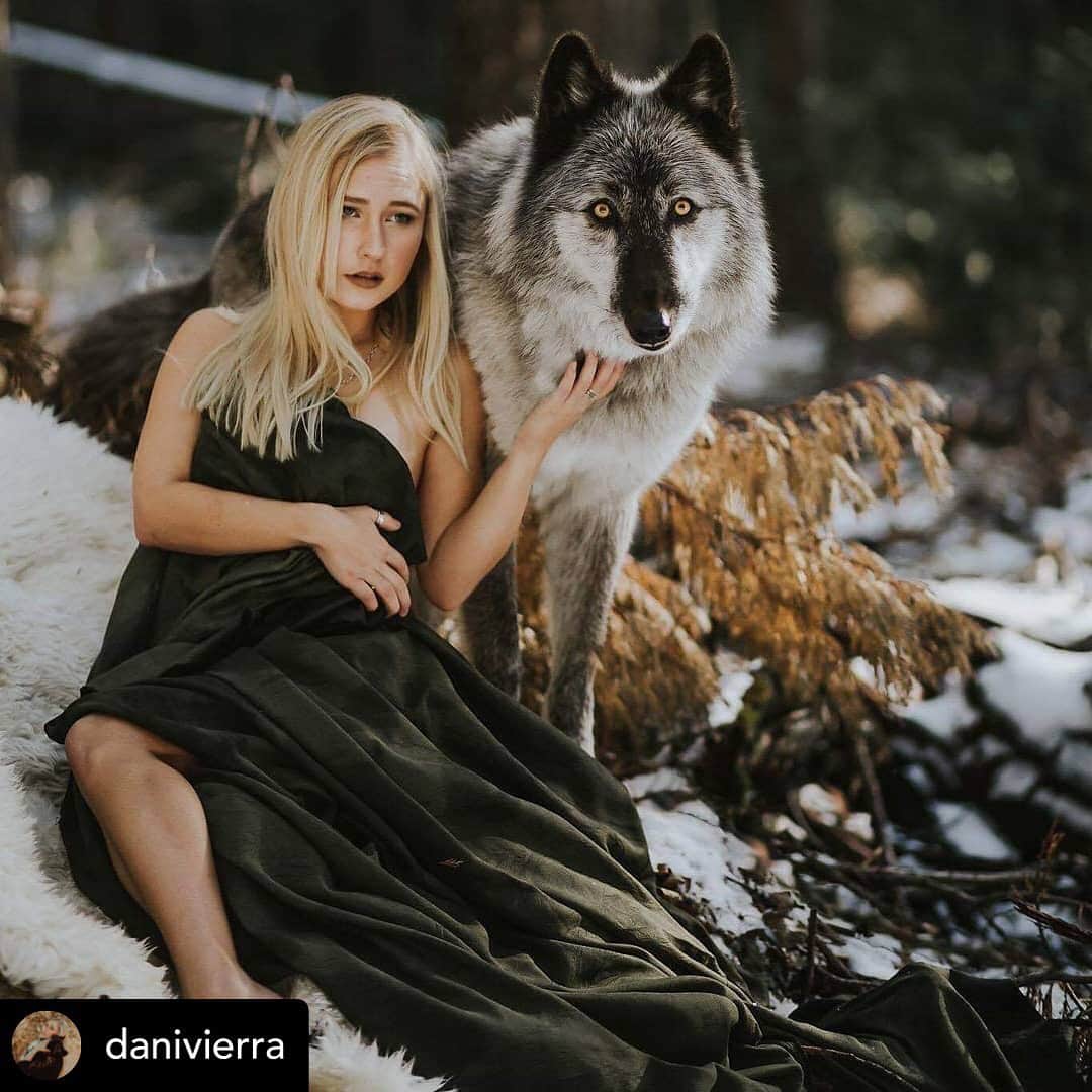 Rylaiさんのインスタグラム写真 - (RylaiInstagram)「Grand Opening Oct 5-6, 2019: From Russia with Love ANNOUNCEMENT! Miss Nevada will be joining us for the Grand Opening!! Miss Nevada’s mission is to help victims of domestic violence by incorporating the healing power of nature, in particular canids!!! . We are thrilled to have her as a friend and an advocate for canids and women!! As a model she will talk about the use of fur in fashion and how she has learned she has had to set those boundaries, even if she loses work.  She will be a proud advocate for a fur free fashion world!! @danivierra . We had the pleasure of being invited to do a photoshoot with her and our Ambassadors!! Photo credit: @cyrenarose  Fox models: Maksa and Viktor @jabcecc  Wolf model: @roguesmom1 . . #furfree #missnevada #foxesofinstagram #sandiegogram #russiandomesticatedfox #russiandomesticatedfoxes #fox #fromrussiawithlove #photography #photoshoot #domesticviolence #healthrunature #foxylady #saynotofur #furrreefashion #lovefoxes #canids #models #compassion #kindness #sandiego #socal #nevada」6月16日 8時27分 - jabcecc