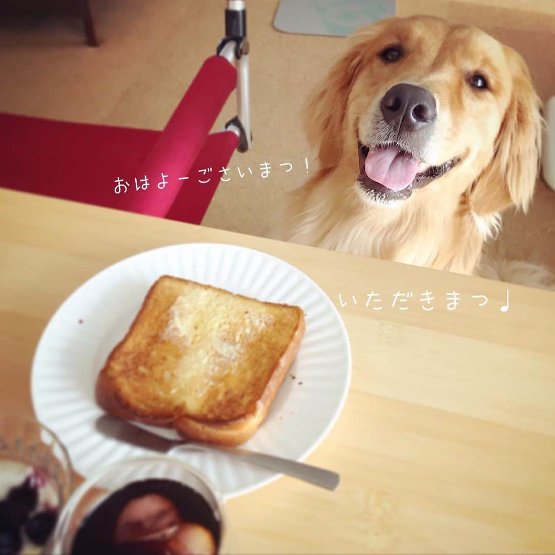 ikumiさんのインスタグラム写真 - (ikumiInstagram)「* * 6/16/2019 ☀️ . Good morning! and… It's not your breakfast!😂 . 満面の笑顔で可愛いけどね… ちがーーっう‼️ * * #goldenretriever#golden#retriever#犬バカ部#ふわもこ部#大型犬のいる暮らし#大型犬#ぴーすっ子#2019年6月」6月16日 8時39分 - ikumi.betty_jupiter