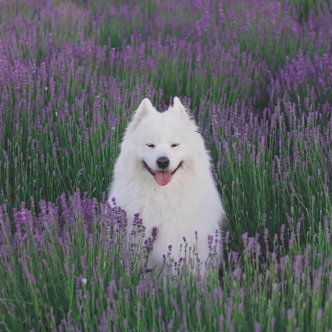 Loki the Corgiさんのインスタグラム写真 - (Loki the CorgiInstagram)「Welcome to lavenbear fields 🐻」6月16日 8時46分 - lokistagram