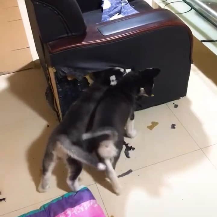husky and malamuteのインスタグラム：「Please wait and story..😭😭 follow @alaskandaily （Twitter：alaskandaily）for more cute pic and video.😜 ……………………………………………………………… Each video was approved by the original author. But  don't have a Instagram account. We are first one post those video. So watermark credit @alaskandaily ……………………………………………………………… #alaskan#malamute#alaskanmalamute#alaskanhusky#malamutesofinstagram#puppylife#puppylove#puppydog#puppylover#dogdays#malamutepuppy#huskies#huskeypuppy#huskeiesreq#siberian#huskeiesofig#dogslife#dogsofnyc#cutedog#cutedogs#huskeypics#huskeylovers#huskygram#huskeylove#huskiesofinstagram#dogsofnyc#husky#狗」
