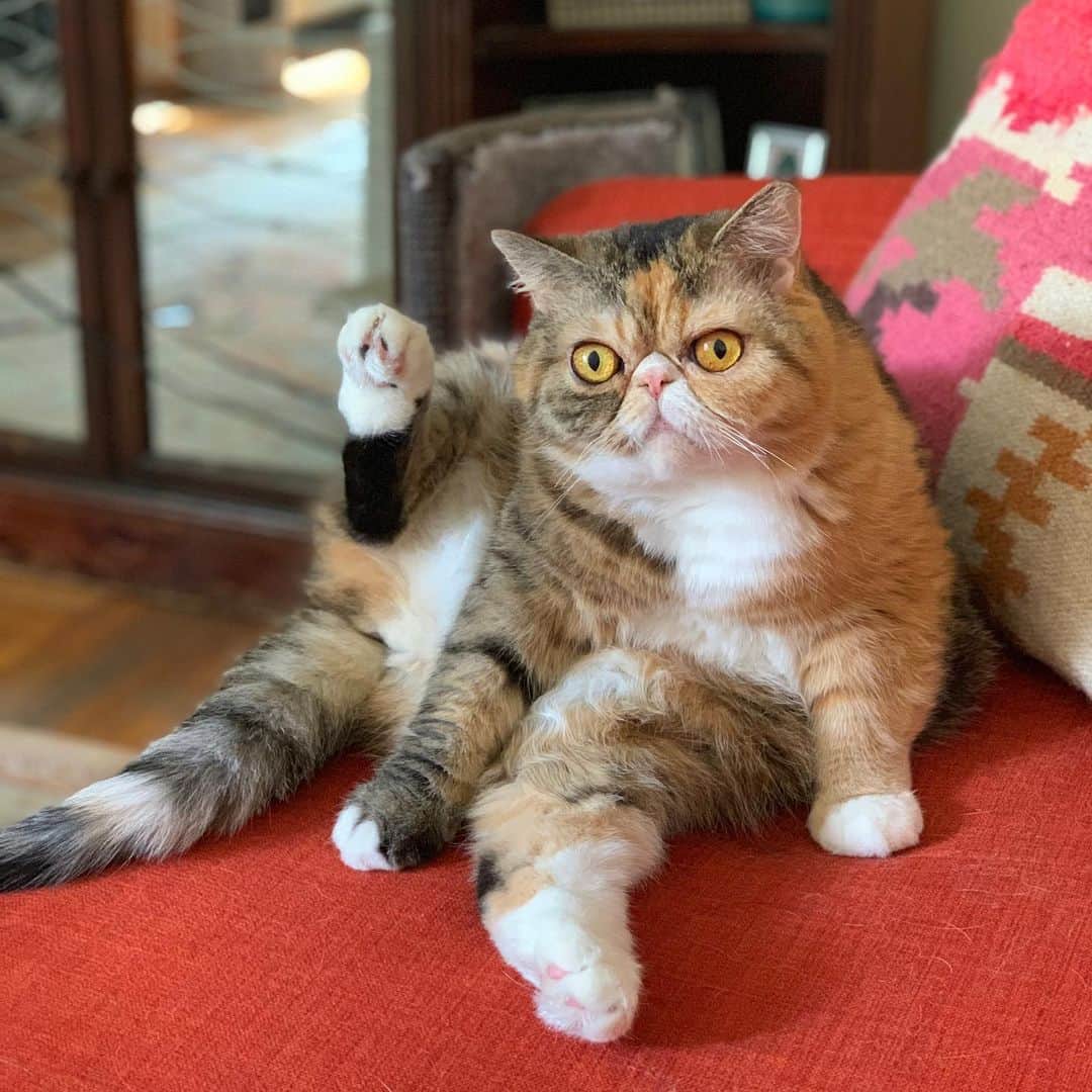 Tinaのインスタグラム：「Candid of #Caturday morning yoga 🧘‍♀️」