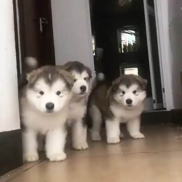 husky and malamuteのインスタグラム：「Naughty boy.🥰🥰」