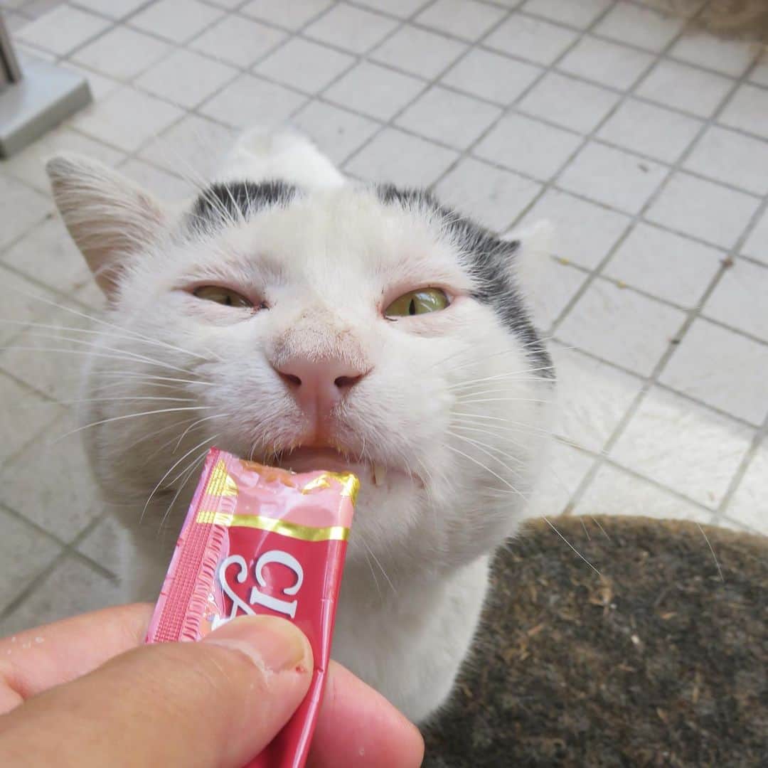 Kachimo Yoshimatsuさんのインスタグラム写真 - (Kachimo YoshimatsuInstagram)「ちゅーる顔！ #uchinonekora #nanakuro #neko #cat #catstagram #kachimo #猫 #ねこ #うちの猫ら http://kachimo.exblog.jp」6月16日 1時13分 - kachimo