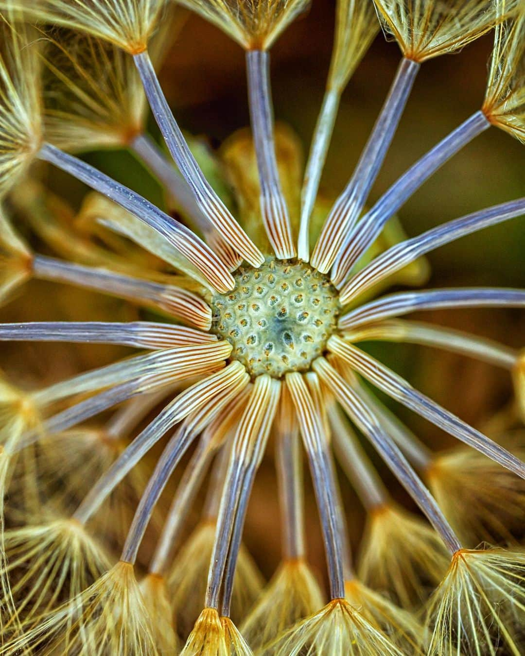 アンジー・ペインさんのインスタグラム写真 - (アンジー・ペインInstagram)「Tragopogon dubius. With a name like that, it’s no wonder it’s one of the neatest weeds out there. This is an old shot that never really wanted to be a square, so here is a rectangular crop that is a bit more fitting for this amazing little plant. • • • • • #macro #macrophotography」6月16日 1時42分 - angelajpayne