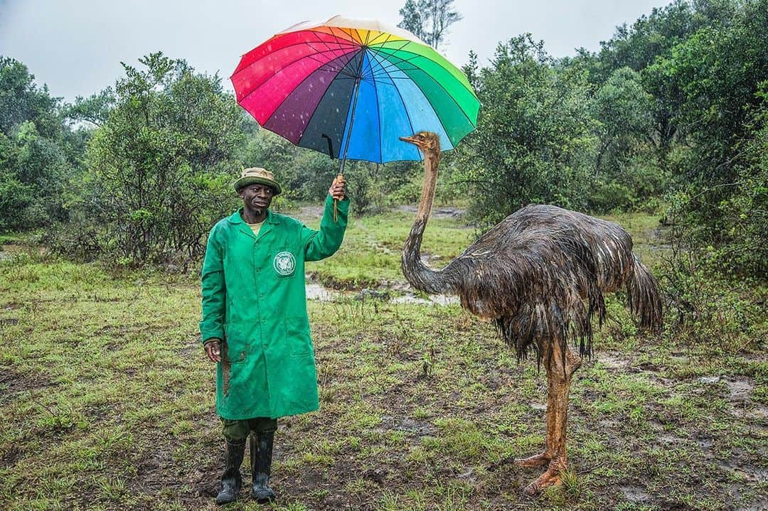 National Geographic Creativeさんのインスタグラム写真 - (National Geographic CreativeInstagram)「Photo by @chamiltonjames | A caretaker with a rainbow umbrella stands with an ostrich at an elephant orphanage in Nairobi, Kenya. #Ostrich #Kenya #WildlifeConservation」6月16日 2時41分 - natgeointhefield