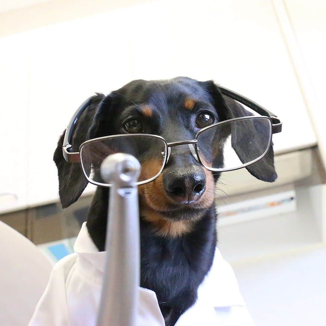 Crusoe the Celebrity Dachshundさんのインスタグラム写真 - (Crusoe the Celebrity DachshundInstagram)「"Guess who has an appointment with the DENTIST in tomorrow's last & FINAL episode of this season?!" ~ Crusoe」6月16日 2時55分 - crusoe_dachshund