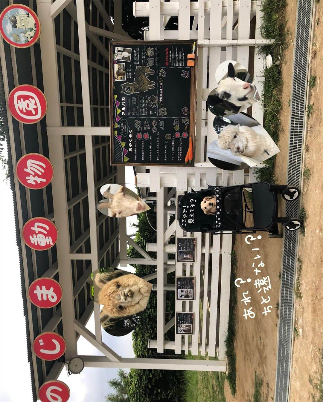 チズさんのインスタグラム写真 - (チズInstagram)「犬生🐶初の動物園🦙 のじまスコーラの グランド（駐車場🚗）に ありまぁーす❤︎ 🦙🐐🐖🦙🐐🐖💨 夜ふかし📺にでてたラアル君🦙 にも会えた😍 淡路島にはわんこ🐶が一緒に行ける とこいっぱい👍 #のじまスコーラ  #のじま動物園 #アルパカ 🦙💋 #月曜から夜ふかし 📺 #タダスポ 💰 #野島小学校#跡地 #複合施設 💯 #淡路島 #島カフェ #犬とお出かけ #Mダックス#ダックス#ミニチュアダックス #親父犬#シニア犬#ミニチュアダックスフンド #ミニチュアダックスクリーム#短足部 #短足犬#カニンヘンダックス #ダックス13歳#カニンヘンダックスフンド#犬は家族#犬のいる生活#インスタでわんこみるのが日課 ♡♡」6月16日 3時25分 - sqi.chizu