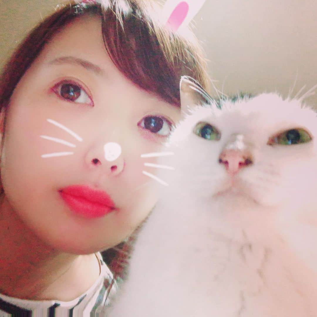 小倉遥さんのインスタグラム写真 - (小倉遥Instagram)「おやすみ #cats #catstagram  #cat」6月16日 3時36分 - haruka_ogura