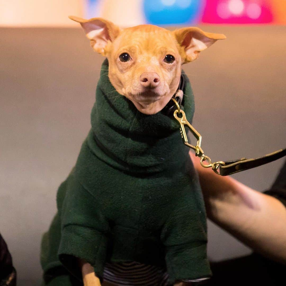 Tuna {breed:chiweenie} さんのインスタグラム写真 - (Tuna {breed:chiweenie} Instagram)「Due to an unforeseen family circumstance, we are not going to be able to attend @petconofficial next Saturday in LA. I am very sorry to those who were excited to meet Tuna 😢 It makes me so sad to make this announce because I don’t like to disappoint people but in this particular situation, it’s very important that we make family our priority. PetCon is going to be a great event with lots of other amazing animals so I hope that those of you attending have a lot of fun! If you are traveling a long distance to meet Tuna, please DM me.」6月16日 3時31分 - tunameltsmyheart