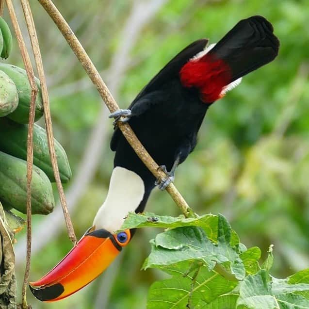 アメリカ自然史博物館さんのインスタグラム写真 - (アメリカ自然史博物館Instagram)「Did you know that the Toco Toucan (Ramphastos toco) is the largest species of toucan? It’s native to the tropical forests of South America, and its bright red-orange bill can grow up to nearly 8 inches (20 centimeters) long. While it might seem like a hefty body part, the bill is hollow and surprisingly lightweight. The toucan leverages its bill for a variety of tasks such as reaching for and peeling skin off of fruit, preening its feathers, or showcasing it during courtship displays.  Photo: Bernard Dupont」6月16日 4時25分 - amnh