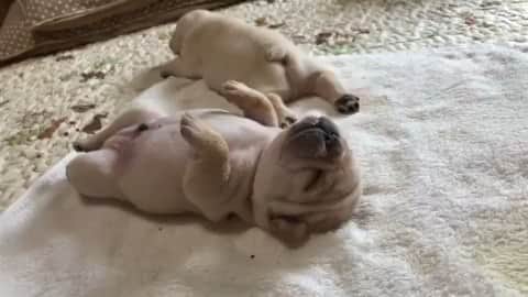 French Bulldogのインスタグラム