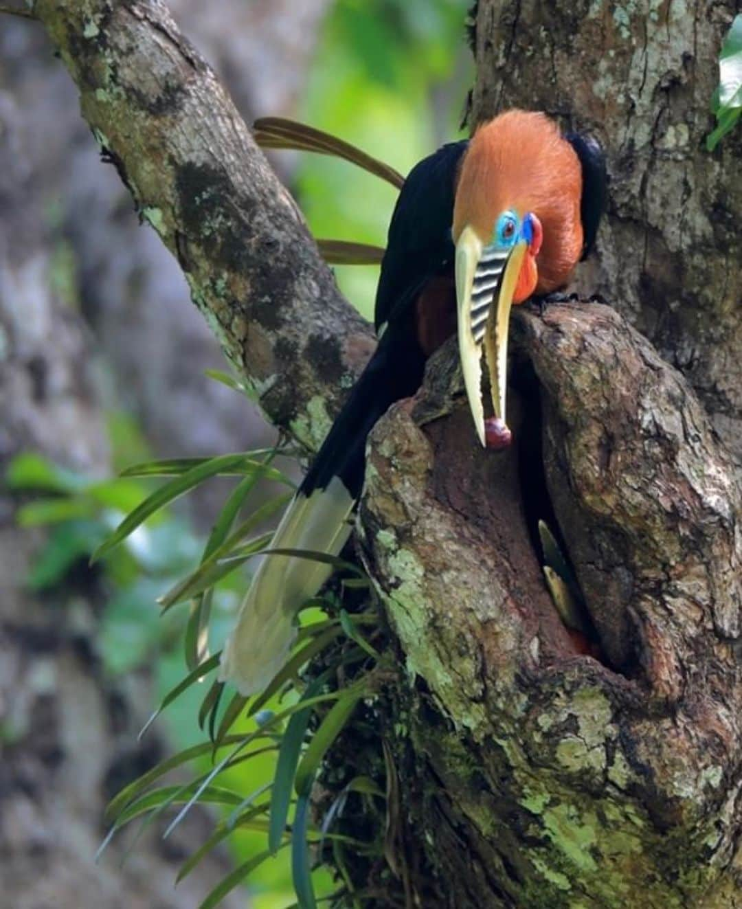 ナショナルジオグラフィックさんのインスタグラム写真 - (ナショナルジオグラフィックInstagram)「Photo by Christian Ziegler @christianziegler | A rufous-necked hornbill brings a fig for his partner in Royal Manas National Park, Bhutan. The female is incubating their eggs in the nest inside a tree cavity–you can just see the tip of her beak. She is encased behind a wall of mud that keeps the eggs and young chicks safe from predators. The female does not leave the nest until after the chicks have hatched and grown (usually 3 or 4 months), and during this time she is completely dependent on her partner for food, delivered through the small opening to the nest–seeds, fruits, lizards, frogs, and insects. @natgeo supported me with a grant for this work #Bhutan #Conservation #RoyalManasNationalPark #Himalayas Follow me @christianziegler for more wildlife and nature stories.」6月16日 5時01分 - natgeo