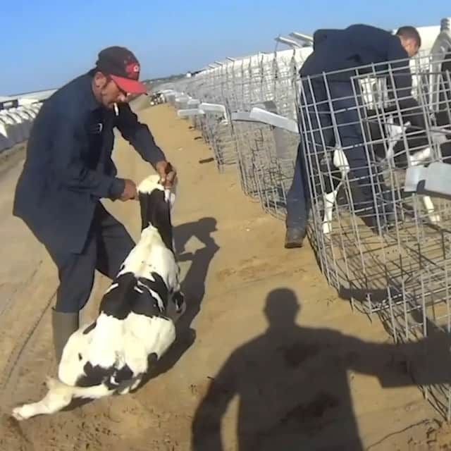 のインスタグラム：「Repost from @karmagawa ⚠WARNING GRAPHIC IMAGES⚠ Let’s year what you think about the largest undercover #dairy investigation in history that was recently released with video evidence documenting systemic and illegal abuse at Fair Oaks Farms in Indiana. #FairOaksFarms is one of the largest dairies in the U.S. and produces dairy products for the Fairlife milk brand - which is produced, marketed and distributed by the Coca-Cola Corporation. Undercover investigators from Animal Recovery Mission (ARM) confirmed abuse virtually on a daily basis and that male calves are in fact transported to veal farms (Midwest Veal and Calf Start), despite the corporation's claims that it does not. ARM calls on the #CocaColaCorporation, which claims to have a progressive stance on #animalwelfare, to end their relationship with Fairlife Corporation and cut their ties with the veal industry. Video by @arminvestigations #endanimalabuse #arminvestigations #karmagawa」