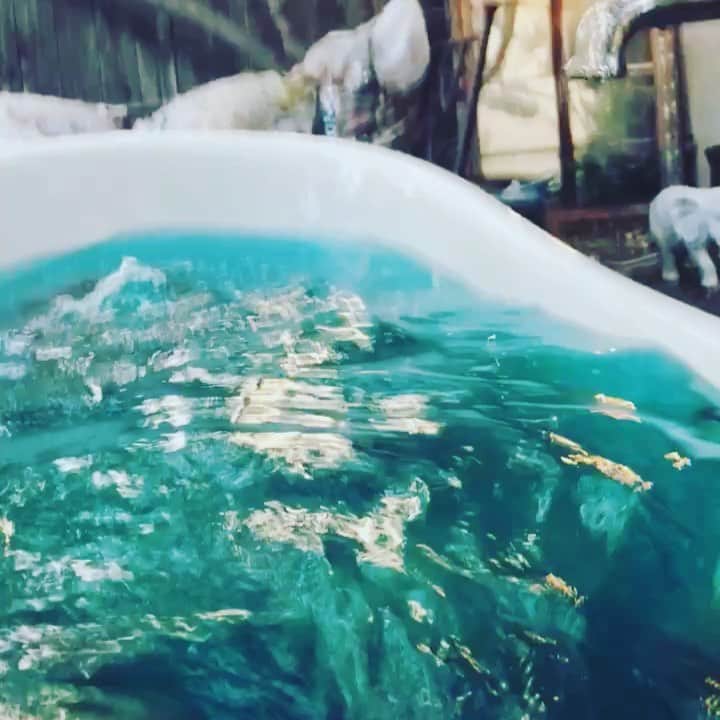 エレナ・サチンのインスタグラム：「It’s international bathtub day (like I need an excuse) + best friend comes home from Australia in 1 week!」