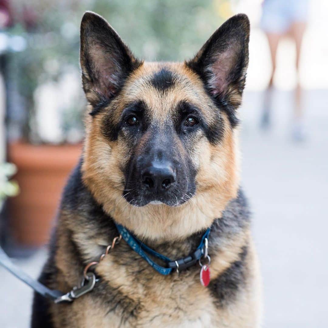 The Dogistさんのインスタグラム写真 - (The DogistInstagram)「Griffin, German Shepherd (8 y/o), 6th & King St., New York, NY • “He’s a retired Seeing Eye dog. If someone looks at him admiringly he’ll go over and put his head on them.”」6月16日 6時58分 - thedogist