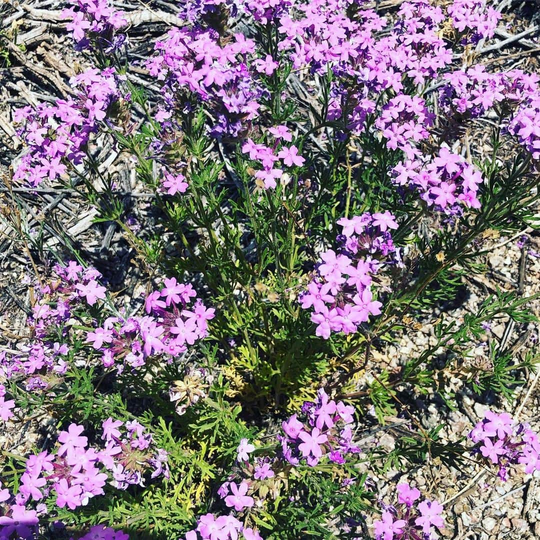 ホリー・ホルムさんのインスタグラム写真 - (ホリー・ホルムInstagram)「I was on my run last night and for some reason all the little things along my path kept popping out at me. I know this is the high desert and we see a lot of dirt but there is so much beauty in these sandia mountains. The moon was out already as the sun was still setting and all the cactus and wild flowers seemed extra colorful. Maybe it’s just my state of mind. ... just appreciating my life and all of my blessings in it. Life is good. Hope you are all having a great Saturday afternoon. (And give a lil credit to my little iPhone... a professional camera would obviously do more justice. However, I never think any camera captures true beauty like seen with the naked eye.)」6月16日 7時04分 - hollyholm