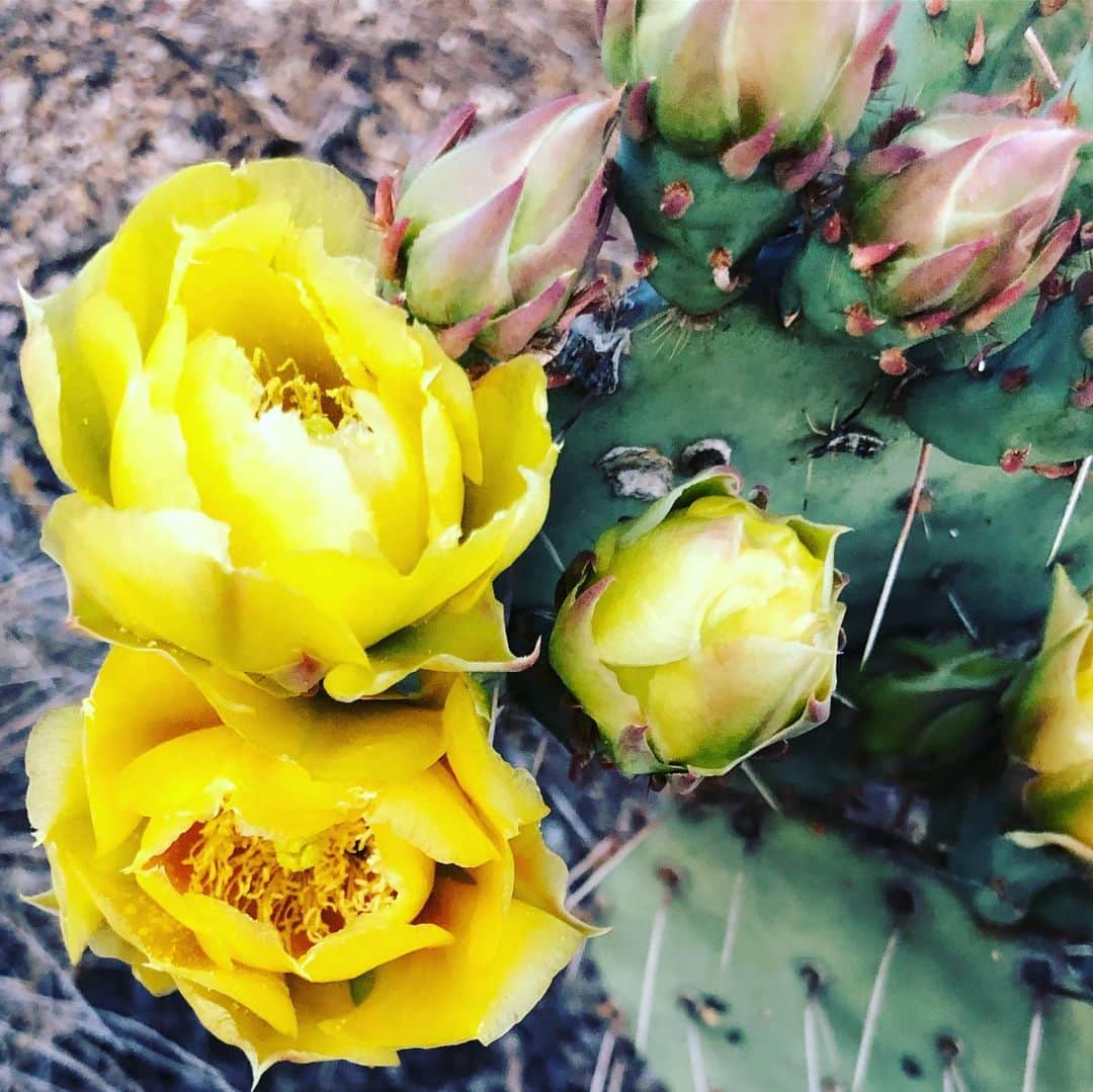 ホリー・ホルムさんのインスタグラム写真 - (ホリー・ホルムInstagram)「I was on my run last night and for some reason all the little things along my path kept popping out at me. I know this is the high desert and we see a lot of dirt but there is so much beauty in these sandia mountains. The moon was out already as the sun was still setting and all the cactus and wild flowers seemed extra colorful. Maybe it’s just my state of mind. ... just appreciating my life and all of my blessings in it. Life is good. Hope you are all having a great Saturday afternoon. (And give a lil credit to my little iPhone... a professional camera would obviously do more justice. However, I never think any camera captures true beauty like seen with the naked eye.)」6月16日 7時04分 - hollyholm