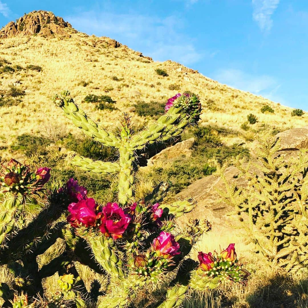 ホリー・ホルムさんのインスタグラム写真 - (ホリー・ホルムInstagram)「I was on my run last night and for some reason all the little things along my path kept popping out at me. I know this is the high desert and we see a lot of dirt but there is so much beauty in these sandia mountains. The moon was out already as the sun was still setting and all the cactus and wild flowers seemed extra colorful. Maybe it’s just my state of mind. ... just appreciating my life and all of my blessings in it. Life is good. Hope you are all having a great Saturday afternoon. (And give a lil credit to my little iPhone... a professional camera would obviously do more justice. However, I never think any camera captures true beauty like seen with the naked eye.)」6月16日 7時04分 - hollyholm