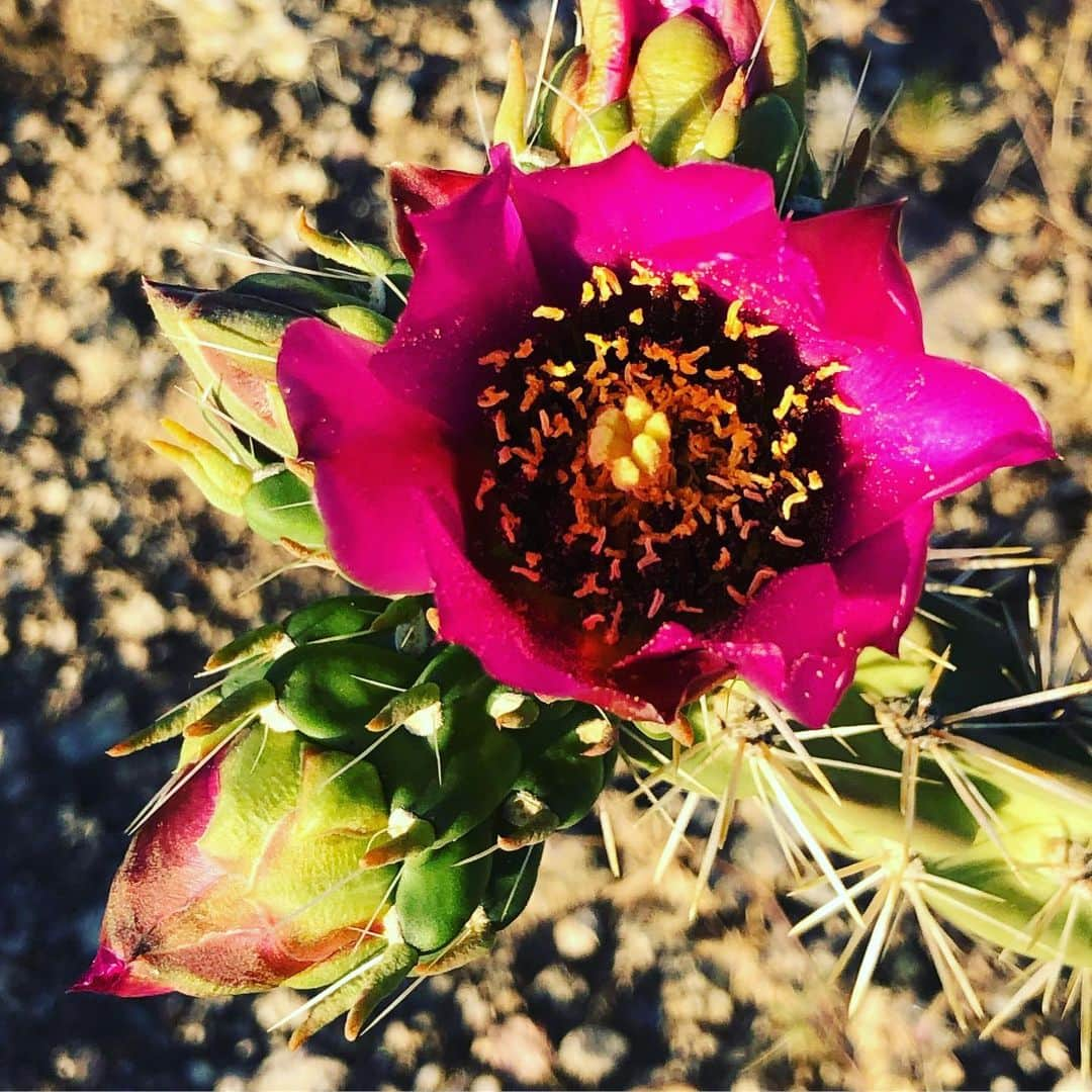 ホリー・ホルムさんのインスタグラム写真 - (ホリー・ホルムInstagram)「I was on my run last night and for some reason all the little things along my path kept popping out at me. I know this is the high desert and we see a lot of dirt but there is so much beauty in these sandia mountains. The moon was out already as the sun was still setting and all the cactus and wild flowers seemed extra colorful. Maybe it’s just my state of mind. ... just appreciating my life and all of my blessings in it. Life is good. Hope you are all having a great Saturday afternoon. (And give a lil credit to my little iPhone... a professional camera would obviously do more justice. However, I never think any camera captures true beauty like seen with the naked eye.)」6月16日 7時04分 - hollyholm