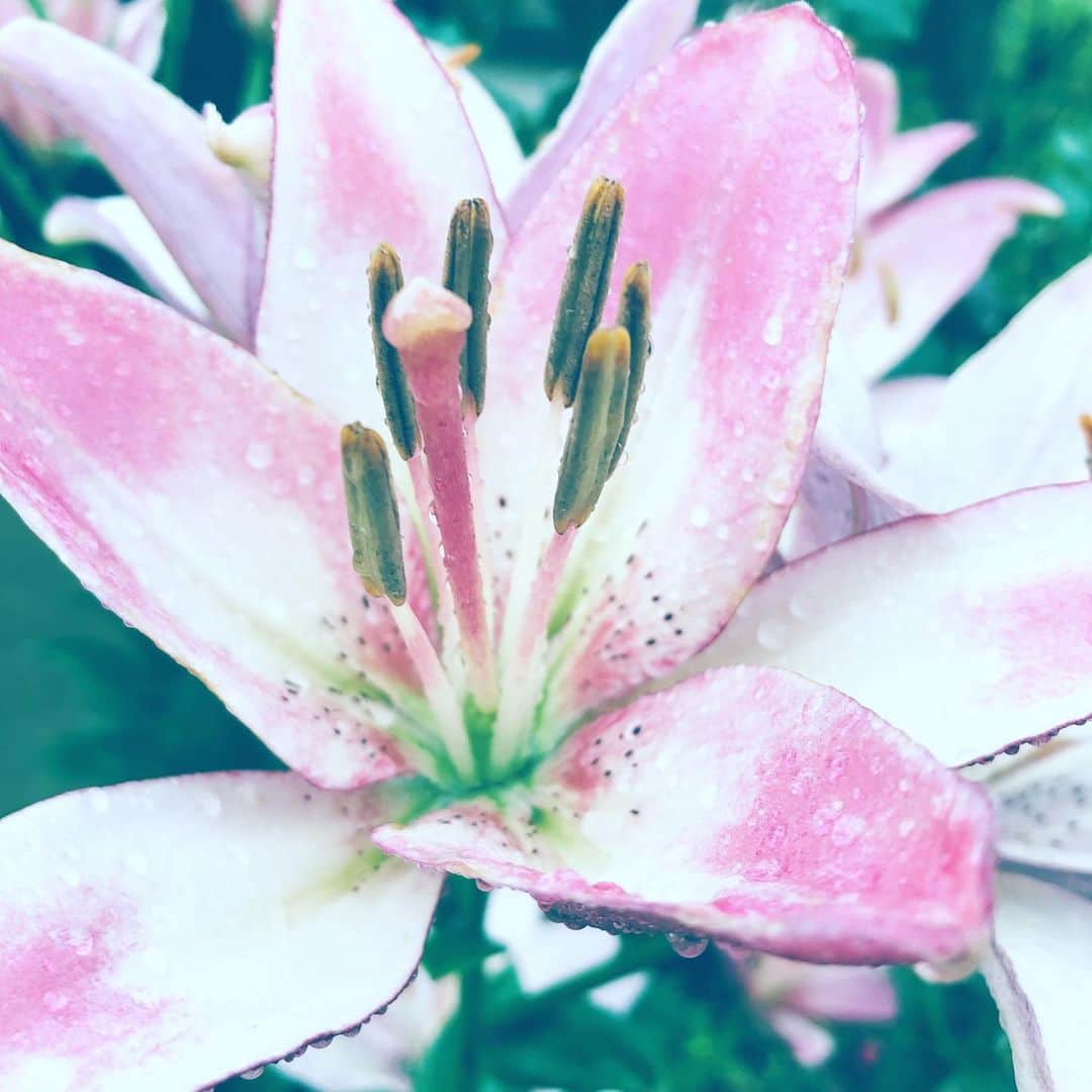 中野敬久さんのインスタグラム写真 - (中野敬久Instagram)「#flower #flowersoflife #waterlilly #lillilly #rain」6月16日 7時08分 - hirohisanakano