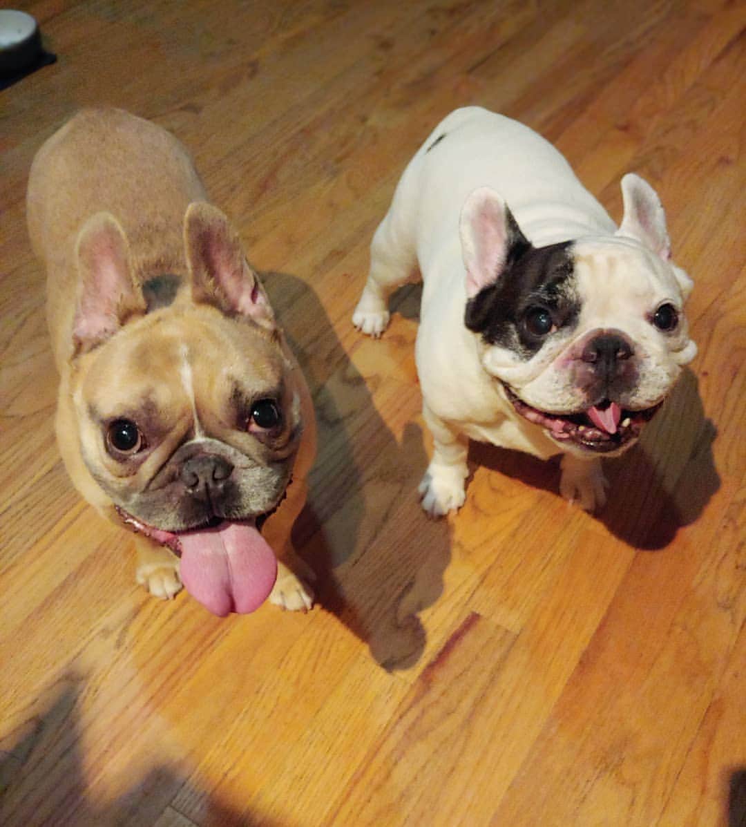 Manny The Frenchieのインスタグラム：「Do these faces make you wanna give us all the treats?! 😃」