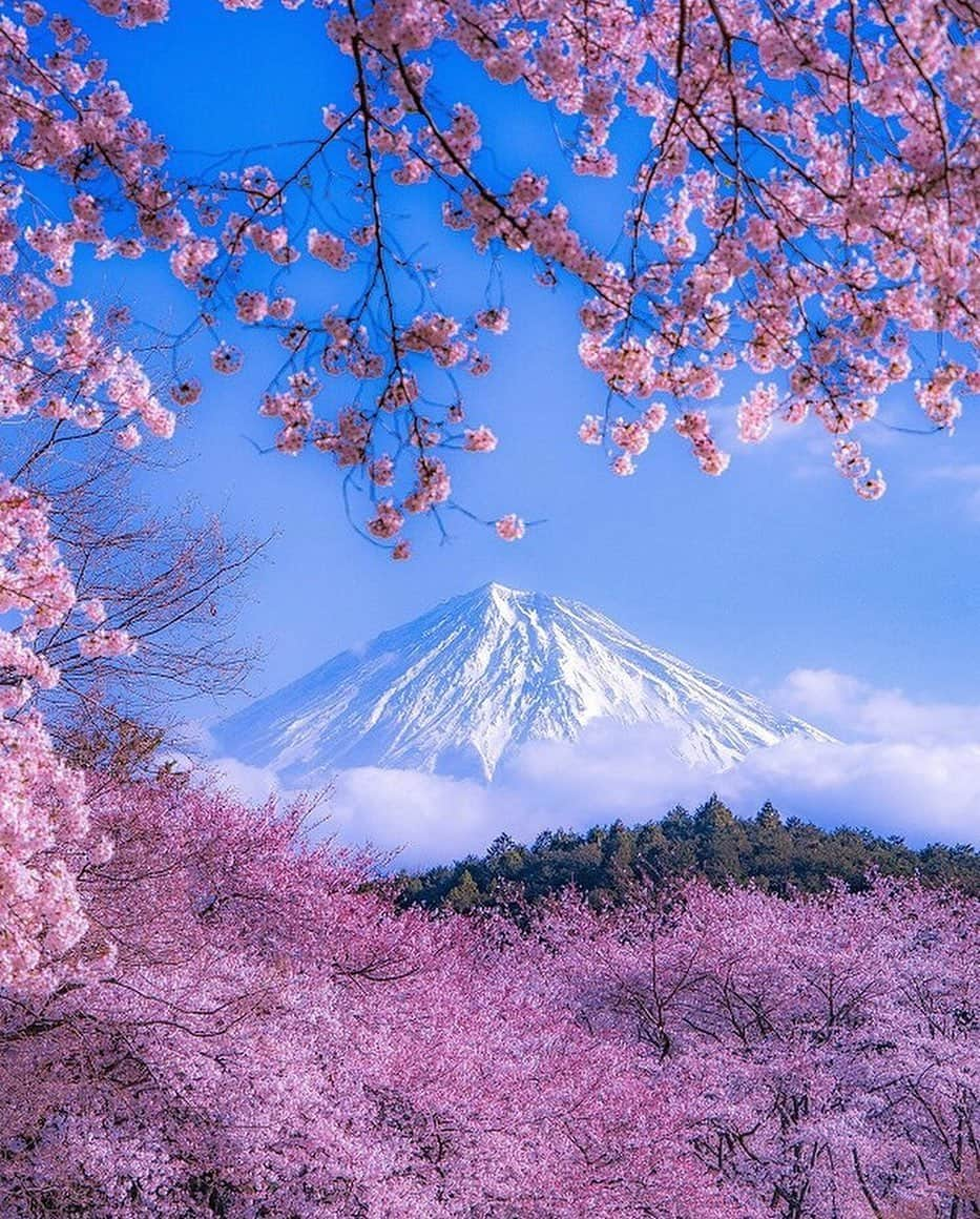 Canon Photographyさんのインスタグラム写真 - (Canon PhotographyInstagram)「Some of the colours in Japan are just sensational. This image shows the beautiful country in all its glory!  Photography | @ramumi8  Shizuoka, Japan #canon_photos #japan #cherryblossom #japan_focus #shizuoka #angelofcolour」6月16日 18時13分 - cpcollectives