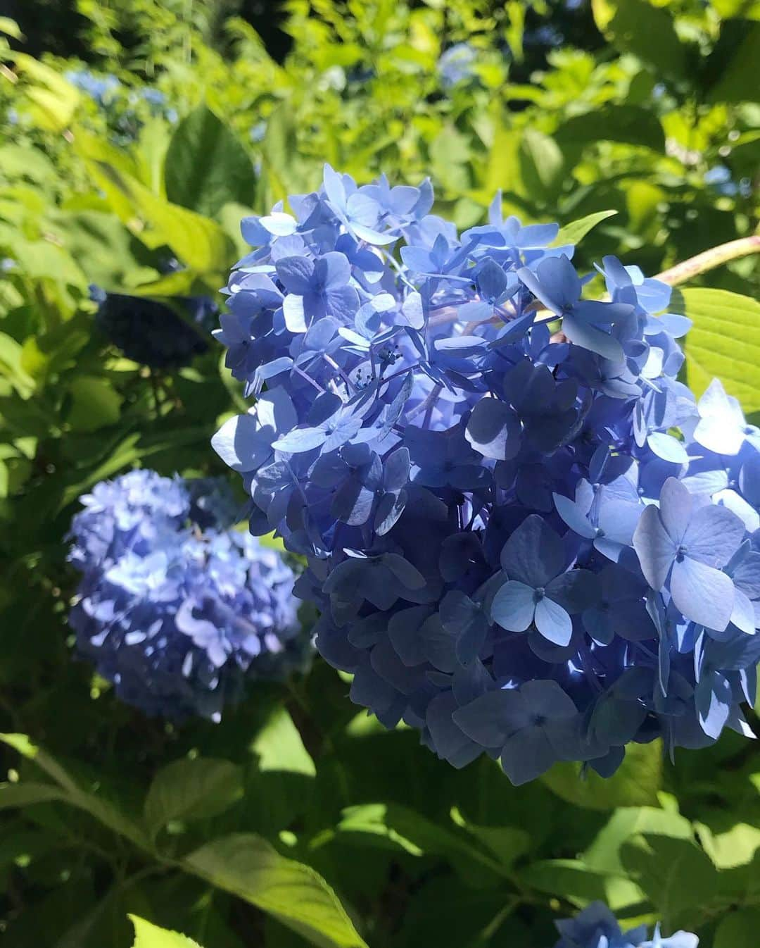 真坂美帆さんのインスタグラム写真 - (真坂美帆Instagram)「★hydrangea shrine★ 紫陽花を見に行ってきました。 前回行ったときが１番見頃だったのですが、たくさん雨が降っていたのでリベンジ。 ・ この頃の雨で見頃は終わってしまったそうですが、紫陽花は美しく咲いて多くの人を迎えていました。 ・ #ootd #blue #dog #animal #pretty #hydrangea #flower #shrine #japan #kamakura #japanesegirl #instagirl #紫陽花 #梅雨 #紫陽花寺 #花 #コーデ #ガーリー  #トック #ビジョビ #ブルー #可愛い #写真好きさんと繋がりたい」6月16日 18時14分 - miho.sakurazaka_mii