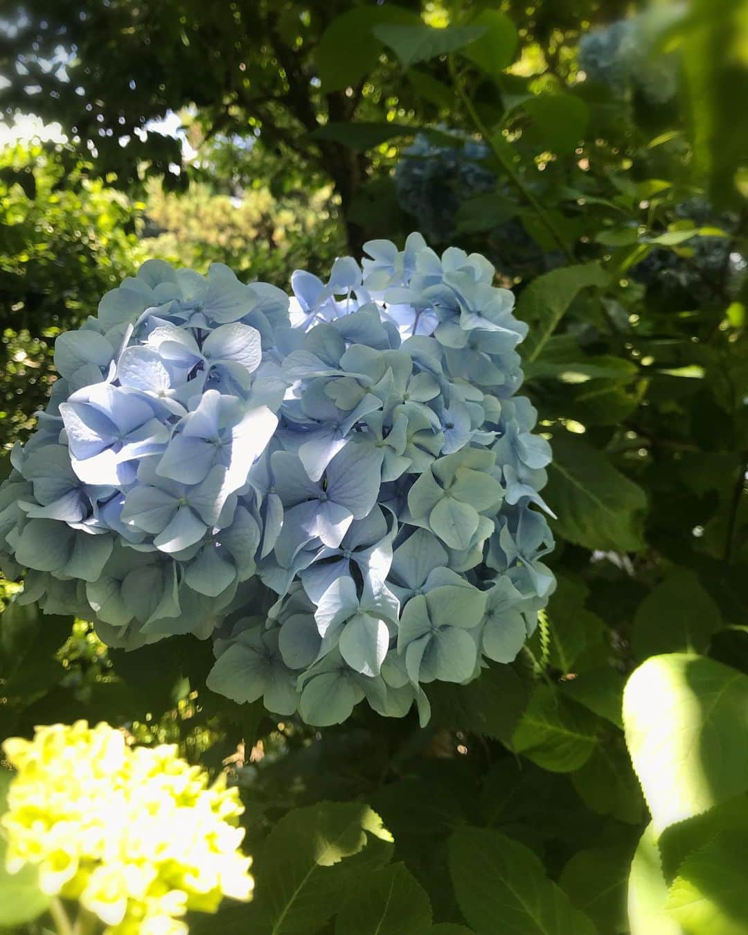 真坂美帆さんのインスタグラム写真 - (真坂美帆Instagram)「★hydrangea shrine★ 紫陽花を見に行ってきました。 前回行ったときが１番見頃だったのですが、たくさん雨が降っていたのでリベンジ。 ・ この頃の雨で見頃は終わってしまったそうですが、紫陽花は美しく咲いて多くの人を迎えていました。 ・ #ootd #blue #dog #animal #pretty #hydrangea #flower #shrine #japan #kamakura #japanesegirl #instagirl #紫陽花 #梅雨 #紫陽花寺 #花 #コーデ #ガーリー  #トック #ビジョビ #ブルー #可愛い #写真好きさんと繋がりたい」6月16日 18時14分 - miho.sakurazaka_mii