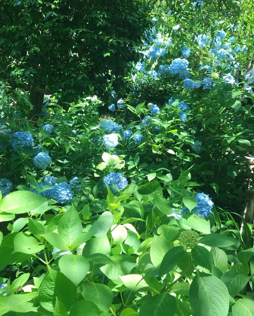 真坂美帆さんのインスタグラム写真 - (真坂美帆Instagram)「★hydrangea shrine★ 紫陽花を見に行ってきました。 前回行ったときが１番見頃だったのですが、たくさん雨が降っていたのでリベンジ。 ・ この頃の雨で見頃は終わってしまったそうですが、紫陽花は美しく咲いて多くの人を迎えていました。 ・ #ootd #blue #dog #animal #pretty #hydrangea #flower #shrine #japan #kamakura #japanesegirl #instagirl #紫陽花 #梅雨 #紫陽花寺 #花 #コーデ #ガーリー  #トック #ビジョビ #ブルー #可愛い #写真好きさんと繋がりたい」6月16日 18時14分 - miho.sakurazaka_mii