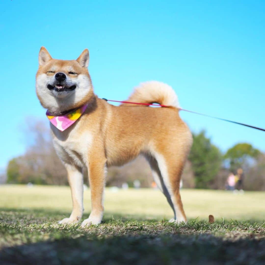 豆柴にこちゃんさんのインスタグラム写真 - (豆柴にこちゃんInstagram)「🐶 今日の東京は夏晴れ‼️🌞 こんな天気のいい日はお散歩連れてってあげたいなー🐾 . でも暑いから、 みんなは熱中症気をつけてね‼️ . #柴犬#豆柴#pecoいぬ部#犬#わんこ#犬#ここ柴部#shibainu#dog#mameshiba#pecotv#dog#いぬのきもち部#しばいぬ#しばけん#こいぬ#シバイヌ#いぬ#イヌ#赤柴#マメシバ#ペット#日本犬#子犬#puppy#doggo#pet」6月16日 16時56分 - nikochan.mame48